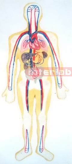 SMALL HANGING HUMAN BLOOD FULL CIRCULATION SYSTEM MODEL